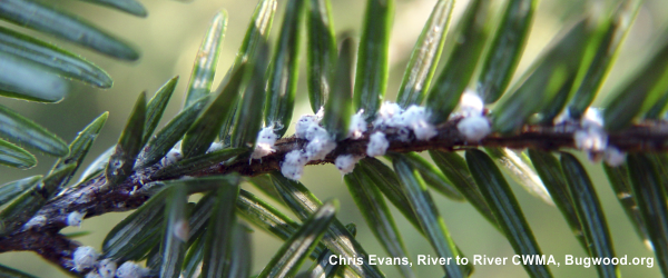 hemlock wooly adelgid 